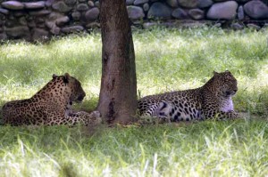 chattbir zoo leopards